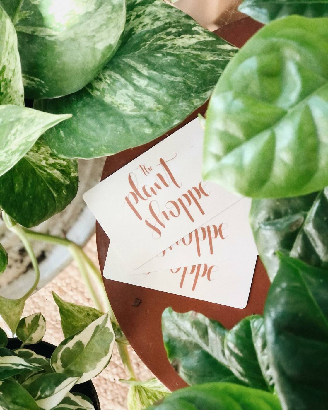 23 Best Gifts for Plant Lovers of 2024 | Reviews by Wirecutter